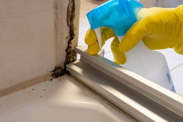 Best Attic Mold Remediation in Belleview, FL