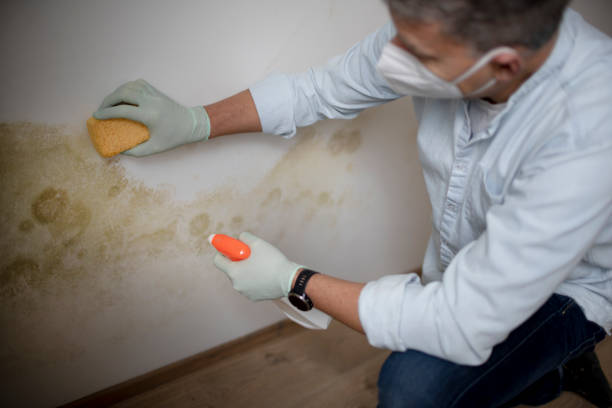 Best Residential Mold Remediation in Belleview, FL