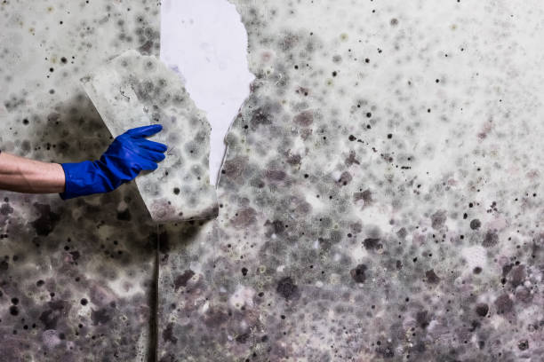 Best Basement Mold Remediation in Belleview, FL
